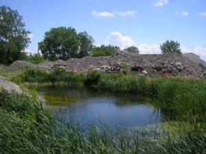 This project proposes, as its primary project action, to acquire parcels comprising a large “island” within the flood channel and restore the property to riparian condition through natural and assisted processes.