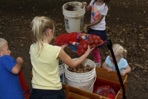 Children gathering walnuts