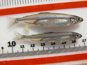 delta_smelt_by_metric_ruler_usfws